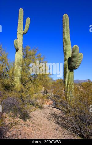Large Saguaro cactus with two arms and mountains in silhouette at ...