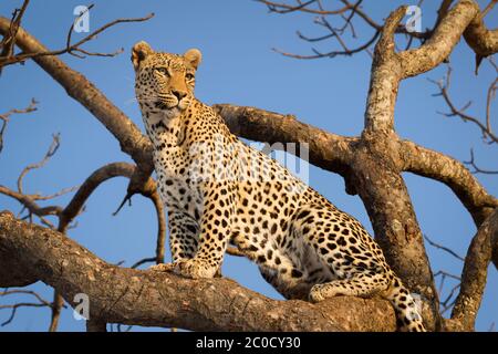 A horizontal portrait of one adult male leopard sitting upright in a tree with no leaves with blue sky in the background in warm afternoon light in Kr Stock Photo
