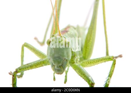 Close-coming green grasshopper on a white background Stock Photo
