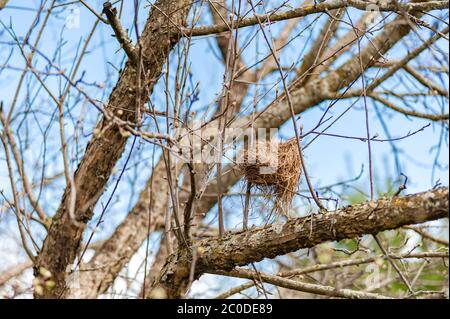 Bird nest in apple tree Stock Photo