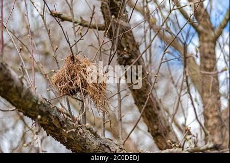 Bird nest in apple tree Stock Photo