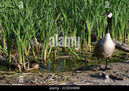 A Canada Goose (Branta canadensis) mother guards her goslings as the feed amongst the reeds Stock Photo