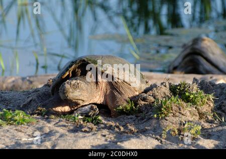 A Common Snapping Turtle (Chelydra serpentina) laying her eggs in the sand at Lynde Shores, Whitby, Ontario, Canada Stock Photo