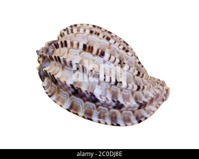 Shell of Articulate Harp or Harpa Articularis Stock Photo