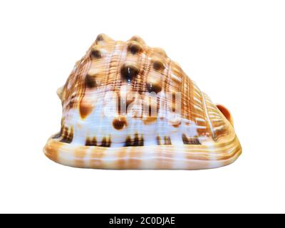 Shell of Cypraecassis Rufa or Bullmouth Helmet Stock Photo