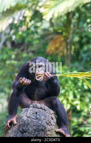 A Chimpanzee sit on the rock and uses a straw as a tool to get the food from the hole on the rock.   The chimpanzee  is a species of great ape. Stock Photo
