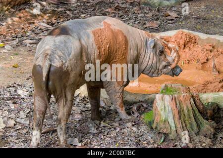 a male Buru babirusa stands alone. It is a wild pig-like animal native to the Indonesian islands of Buru, also called deer-pigs. Stock Photo