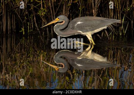 A tri-colored heron wading through a marsh Stock Photo
