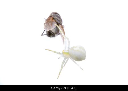 White spider whit fly on a white background Stock Photo