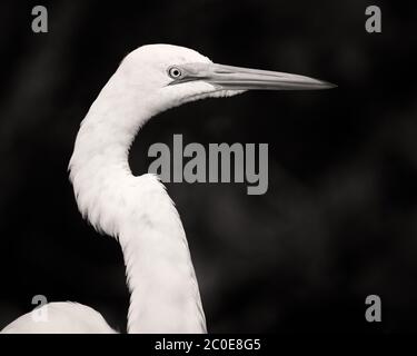 A great egret pauses for a portrait. Stock Photo