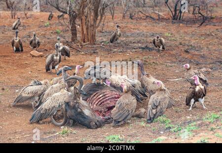 Hooded and White-Backed Vultures at a Wildebeest kill in the Kruger National Park, South Africa. Stock Photo