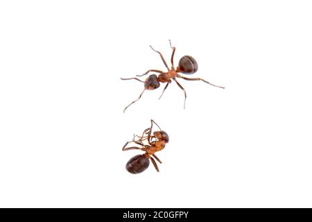 Ants isolated on a white background Stock Photo - Alamy