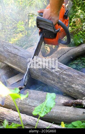 Chainsaw cut wooden logs Stock Photo