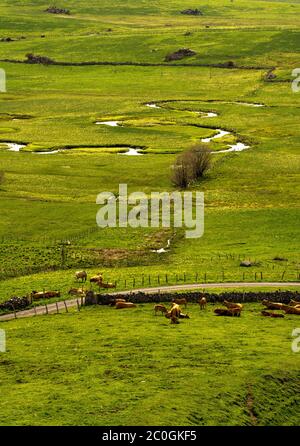 Pasture in Aubrac. Aveyron. Occitanie. France Stock Photo
