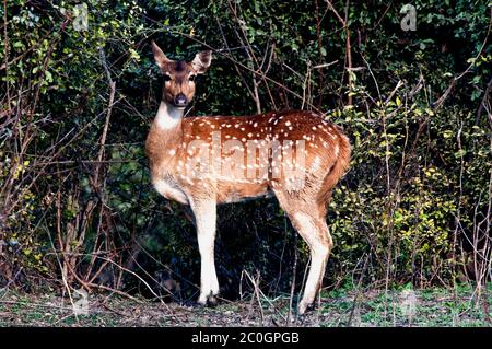 Axis (spotted) deer doe (Axis axis) in Bandhavgarh National Park India Stock Photo