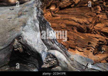 Old grunge trunk. Wooden background and texture. Grunge nature background. Stock Photo