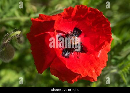 Oriental poppies. Papaver orientale. Orange / red poppies. Poppy is the common name for plants in the Papaveraceae family. Stock Photo