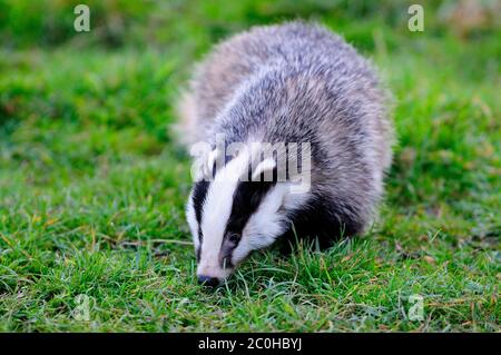 badger foraging at dusk. Dorset, UK Stock Photo