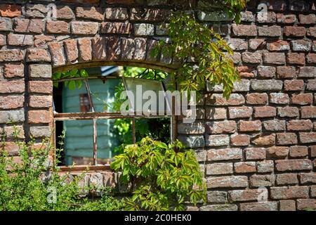 Old red brick wall with climber plant and rusted window Stock Photo