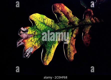 Multicolored autumnal oak leaf with light shinning through against a black background with a some places the chlorophyll gone Stock Photo