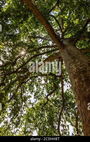 Paris, France - June 11, 2020: Plane tree in Jardin des plantes in Paris. This tree was designated a remarkable tree because of its age (235 years) Stock Photo