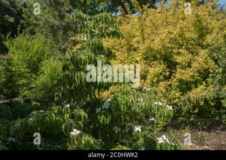 Green Foliage and Flowers of a Summer Flowering Chinese Dogwood (Cornus kousa var. chinensis 'Milky Way') Growing in a Woodland Garden in Rural Devon, Stock Photo