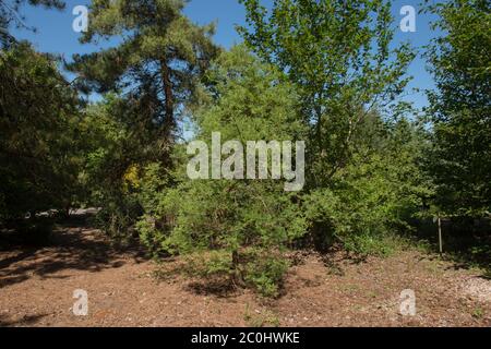 Summer Foliage of an Deciduous Coniferous Chinese Swamp Cypress Tree (Glyptostrobus pensilis) Growing in a Woodland Garden in Rural Devon, England, UK Stock Photo