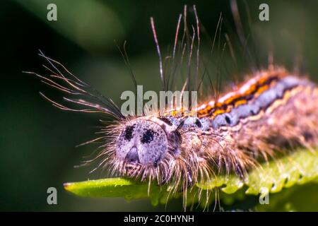 colorful caterpillar on green nettle leaf in the beautiful nature Stock Photo