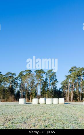 Hay balls for fodder wrapped in plastic on agricultural field by a forest in the rural countryside in Westerwald Rhineland-Palatinate, Germany, Europe Stock Photo