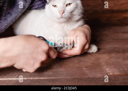 A man cuts a black and white cat's claws with a special clipper. The cat on a brown wooden table lies calmly. Grooming a claw to a cat. Stock Photo