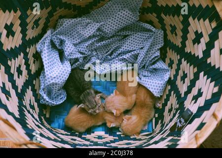 Top view group of newborn kitten sleep together in basket, four cute pets with grey and orange feather so pretty Stock Photo