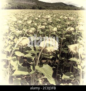 Sunflower Plantation Stock Photo