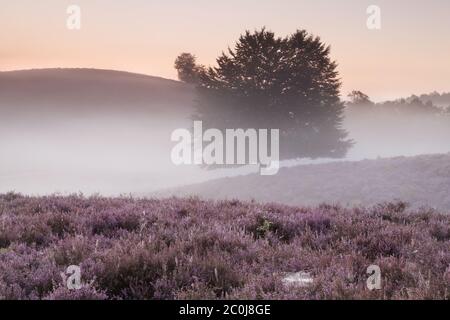 misty morning on hills with flowering heather Stock Photo