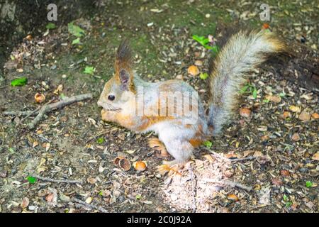 A young red squirrel looks for fallen nuts in the forest Stock Photo