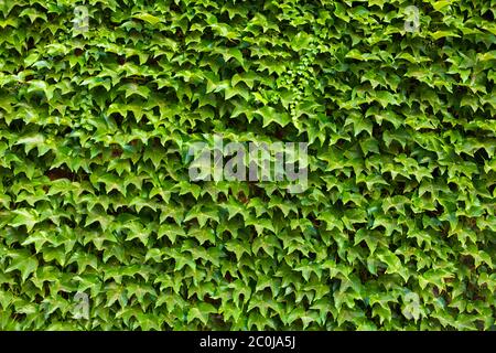Stone wall in the garden entwined with a green plant Stock Photo