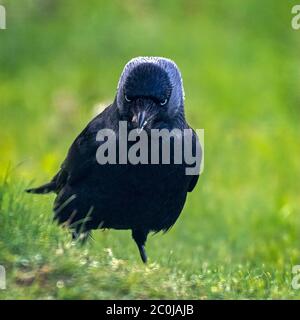 Adult Male Jackdaw, Corvus monedula, stood on the ground looking directly at camera Stock Photo