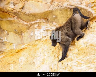 A male Chacma baboon wearing a radio collar climbs down a steep cliff face in the Gordon's Bay area of the Western Cape, South Africa. Stock Photo