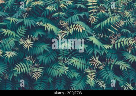Tropical plants seamless pattern. Spring background with green leaves. Seamless flower and palm tree leaf. View from above. Stock Photo