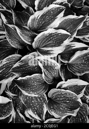 Hosta Large green leaves with raindrops in dark tone background. Spring background with green hosta leaves. View from above. Stock Photo