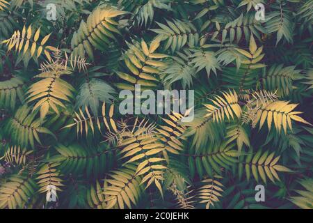 Tropical plants seamless pattern. Spring background with green leaves. Seamless flower and palm tree leaf. View from above. Stock Photo