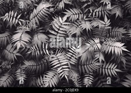 Tropical plants seamless pattern. Spring background with green leaves. Seamless flower and palm tree leaf. View from above. Stock Photo