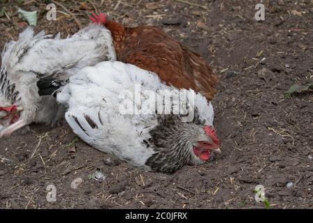 Freerange Hens dust bathing in back garden. British Isles