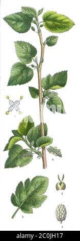 White Mulberry / Morus alba / Weiße Maulbeere (botany book, 1909) Stock Photo