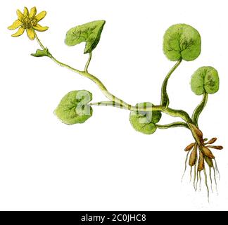 lesser celandine / Ficaria verna Syn. Ranunculus ficaria / Scharbockskraut (, ) Stock Photo