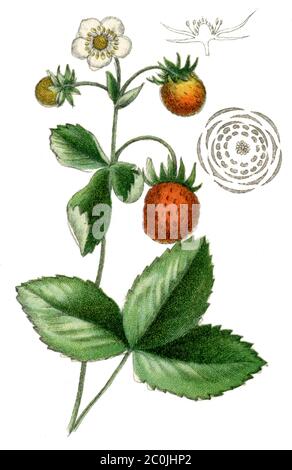 wild strawberry / Fragaria vesca / Walderdbeere (, )