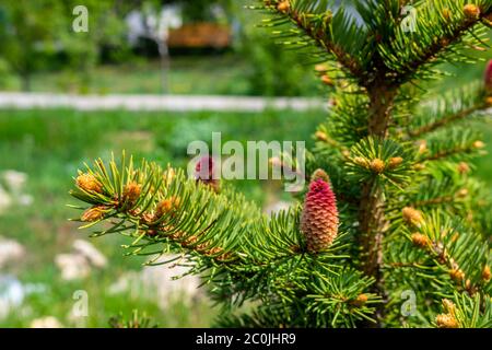 Young spring shoots of spruce branch of pale green color with raindrops on a blurred background. Close-up. young red cones on green spruce Stock Photo
