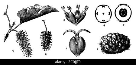 White Mulberry / Morus alba / Weiße Maulbeere (botany book, 1910) Stock Photo