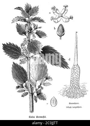 annual nettle / Urtica urens / Kleine Brennnessel (botany book, 1880) Stock Photo