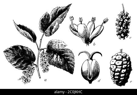 White Mulberry / Morus alba / Weiße Maulbeere (botany book, 1902) Stock Photo