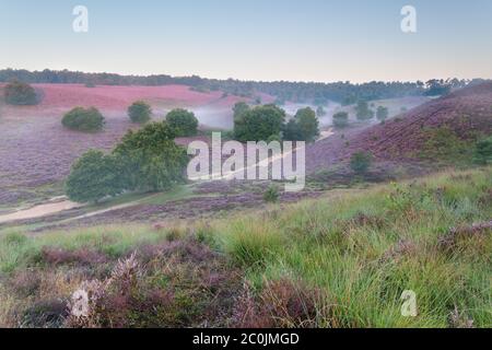 beautiful foggy morning on hills with heather flow Stock Photo